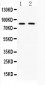 Anti-MUT Picoband Antibody